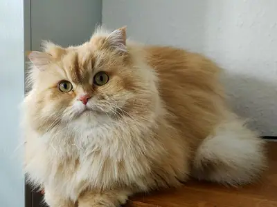 Fluffy cream-gold British Longhair lying beside a grey wall