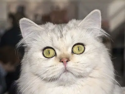 Close-up of a silver-white British Longhair with green eyes at a cat show