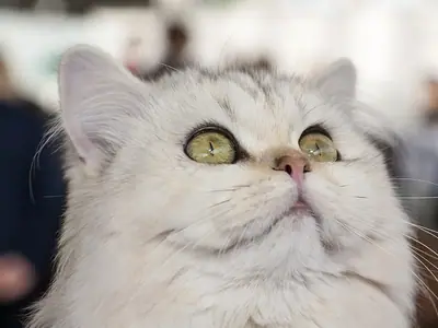 Silver-white British Longhair with green eyes gazing upward