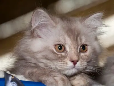 Fluffy grey-cream kitten lying on a blue cushion, looking ahead