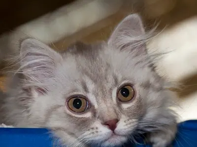 Fluffy grey-cream kitten resting its chin on the edge of a blue cushion, brown eyes wide