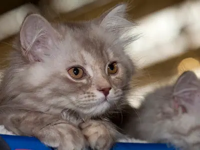 Fluffy grey-cream kitten on a blue cushion, glancing to the left
