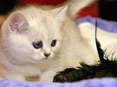 Cream-white British Longhair kitten with blue eyes lying on purple fabric at a show