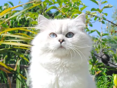 White blue-eyed British Longhair sitting in a garden among green plants and red flowers