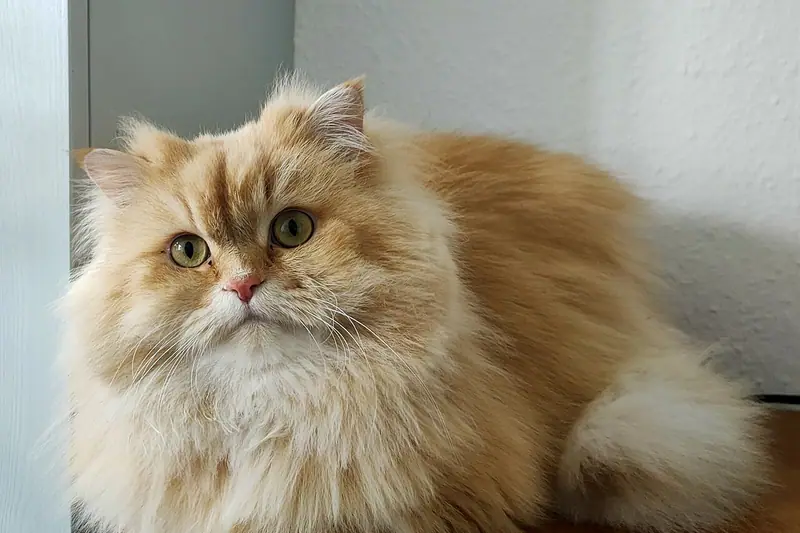 Fluffy cream-gold British Longhair lying beside a grey wall