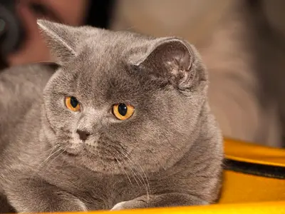 Blue-grey British Shorthair with orange eyes lying down, head tilted, looking to the side