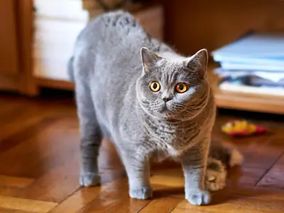 Grey British Shorthair with yellow eyes standing on a wooden floor, looking at the camera