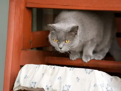 Blue-grey British Shorthair crouching under a red wooden chair, amber eyes looking down