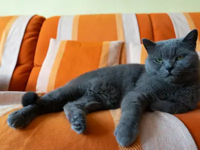 Dark grey British Shorthair stretched out relaxing on an orange-and-white striped sofa