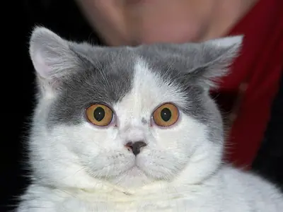 Blue-and-white British Shorthair with round orange eyes staring straight ahead