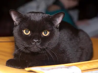 Solid black British Shorthair with yellow eyes lying on a tabletop