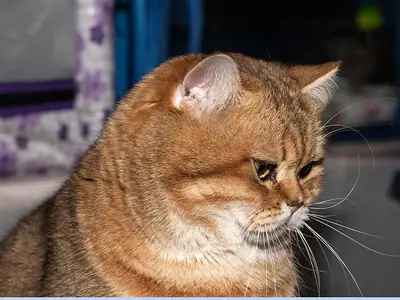 Golden British Shorthair looking to the side at a cat show