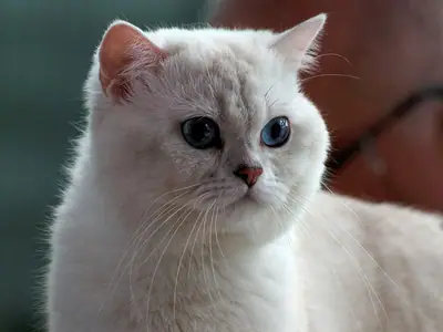 Close-up of a white British Shorthair with deep blue eyes against a blurred background