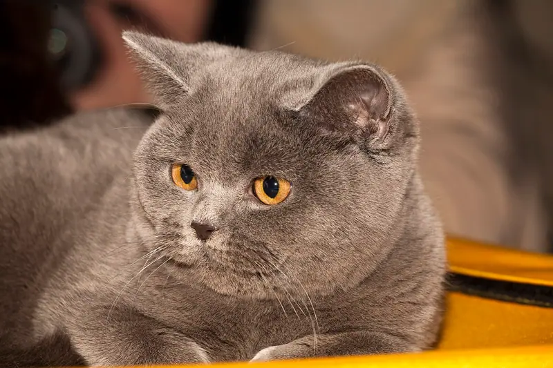 Blue-grey British Shorthair with orange eyes lying down, head tilted, looking to the side