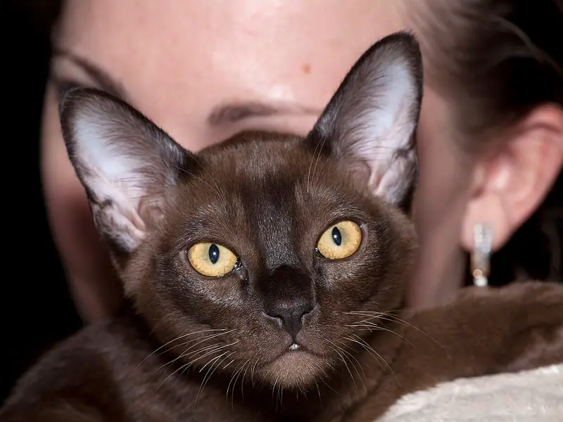 Sable Burmese with golden eyes and large ears held close to its owner's cheek