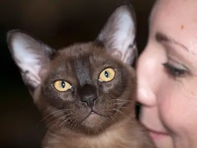 Dark brown Burmese with gold eyes facing forward beside a smiling woman