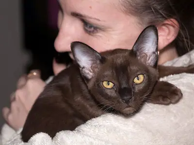 Sable Burmese lying over a person's shoulder on a white blanket
