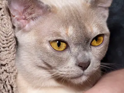 Close-up of a pale lilac Burmese with amber-gold eyes
