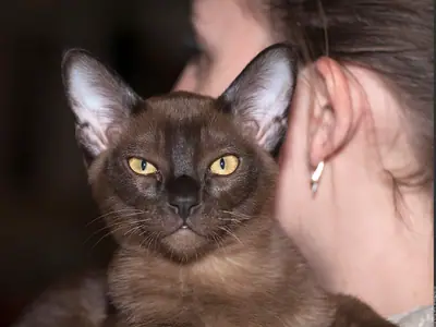 Dark brown Burmese with yellow eyes held beside a person's ear
