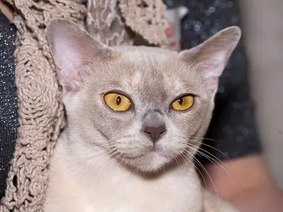 Pale lilac Burmese with golden eyes facing forward on a knitted shawl