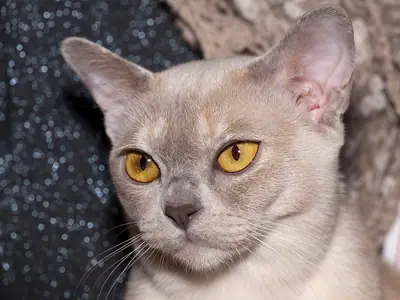 Lilac Burmese with large golden eyes looking slightly left