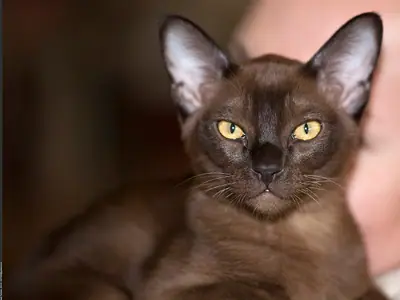 Sable Burmese with golden eyes and large ears against a dark background
