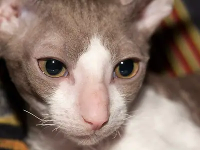 Close-up of a lilac-and-white Cornish Rex with large amber eyes