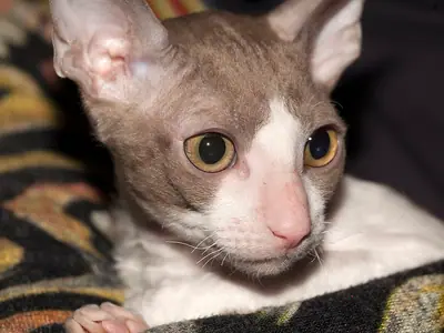 Big-eared lilac-and-white Cornish Rex lying on a patterned blanket