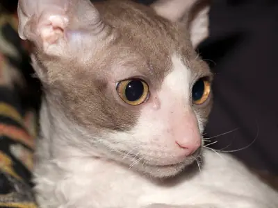 Slim-faced lilac-and-white Cornish Rex gazing to the right