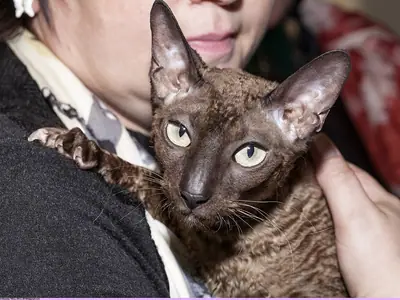 Wavy-coated brown Cornish Rex held against its owner's chest