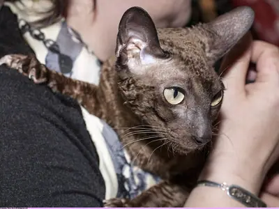 Curly brown Cornish Rex with big ears looking right in its owner's arms