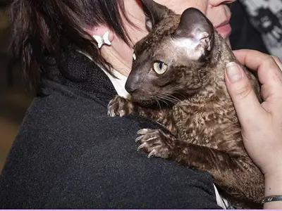 Curly-coated brown Cornish Rex clinging to a woman's shoulder