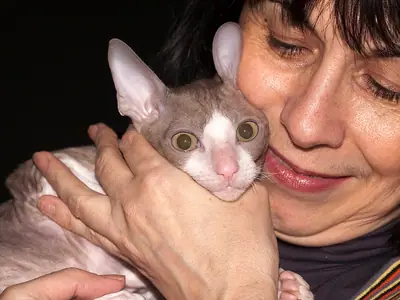 Lilac-and-white Cornish Rex cuddled cheek to cheek by a woman