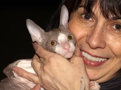 Lilac-and-white Cornish Rex in the arms of a smiling woman