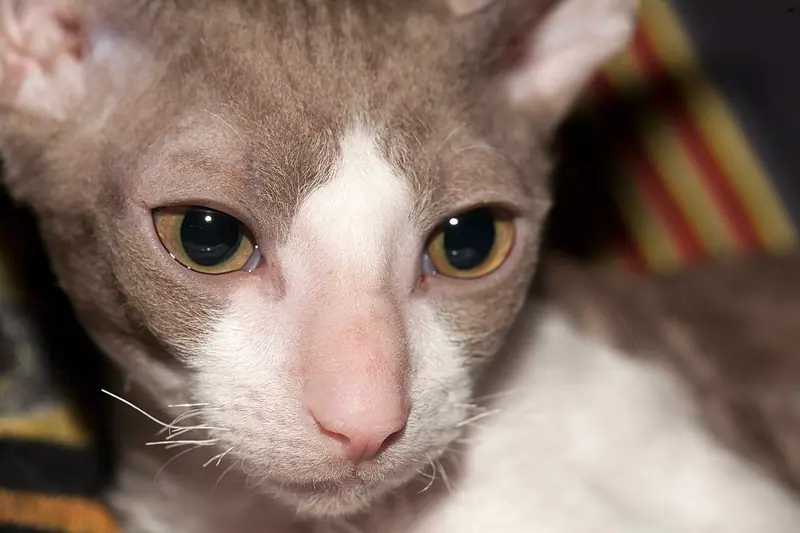 Close-up of a lilac-and-white Cornish Rex with large amber eyes