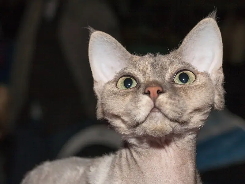 Pale grey Devon Rex with a sparse wavy coat, huge ears and round eyes looking ahead