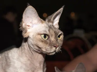 Pale grey Devon Rex looking right in profile, its large ears upright