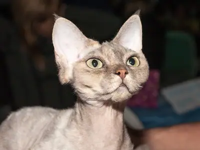Pale grey Devon Rex raising its head, green eyes looking up