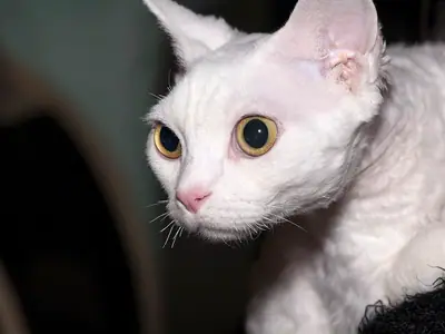 White wavy-coated Devon Rex with large amber eyes looking to the left