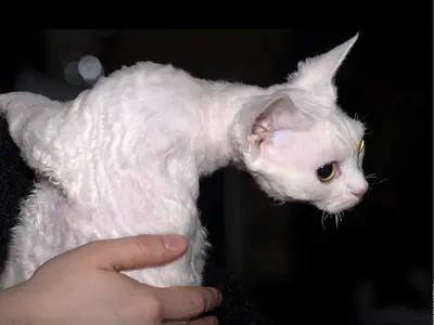 White curly-coated Devon Rex standing with its head lowered, looking right