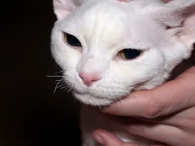 White Devon Rex with half-closed eyes, its head cradled in someone's hands