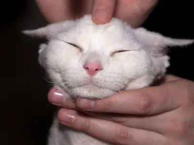 White Devon Rex with eyes closed as hands scratch its head and chin