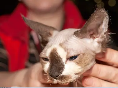 Brown-pointed Devon Rex with big ears held by a person in red