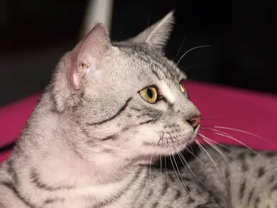 Silver spotted Egyptian Mau lying on a pink cushion, looking right