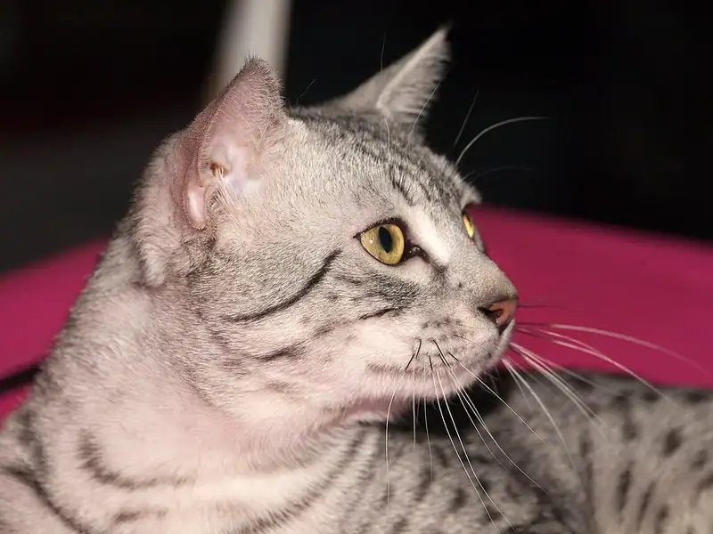 Silver spotted Egyptian Mau lying on a pink cushion, looking right