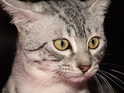 Close-up of a silver Egyptian Mau with gooseberry-green eyes and forehead stripes