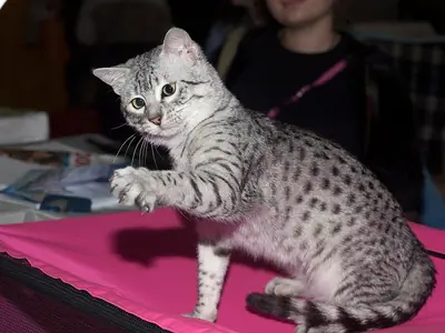 Silver spotted Egyptian Mau raising a front paw on a pink show table