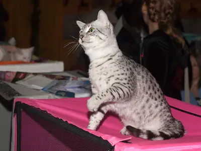 Spotted silver Egyptian Mau sitting on a pink pen, looking up