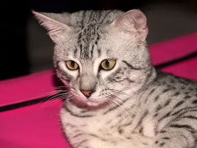 Silver Egyptian Mau lying on a pink cushion, green-gold eyes facing forward