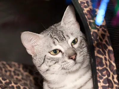 Silver Egyptian Mau peeking out of a leopard-print cat bed